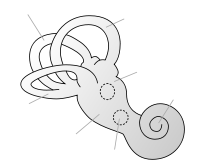 Wikipedia diagram, inner ear